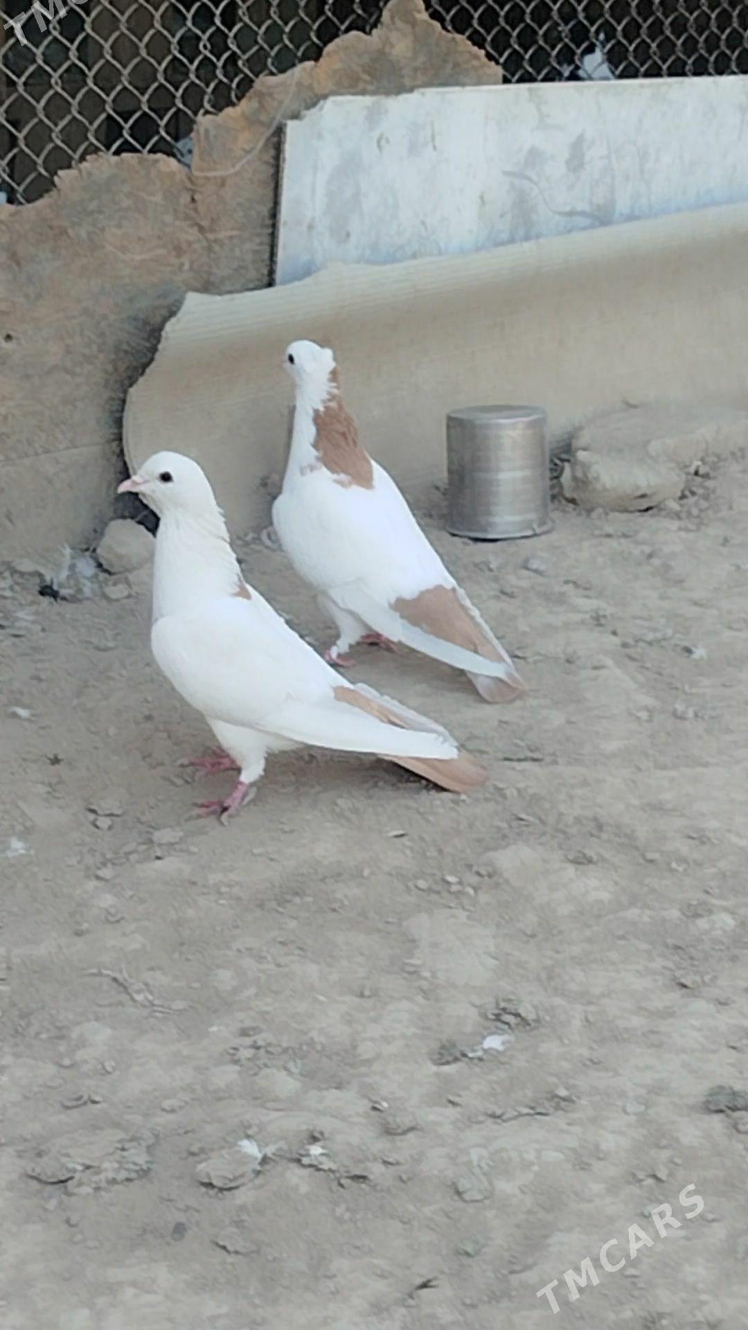 kepder - Mary - img 5