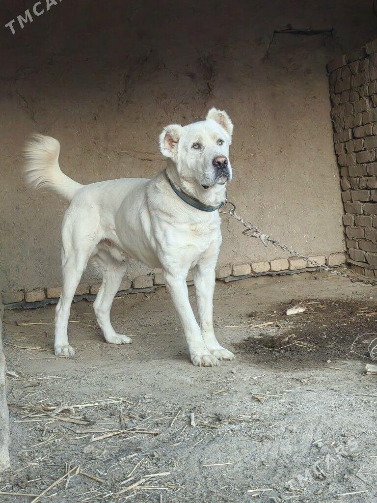 Alabay - Akdepe - img 3