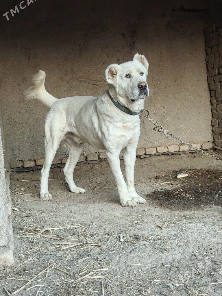 Alabay - Akdepe - img 1