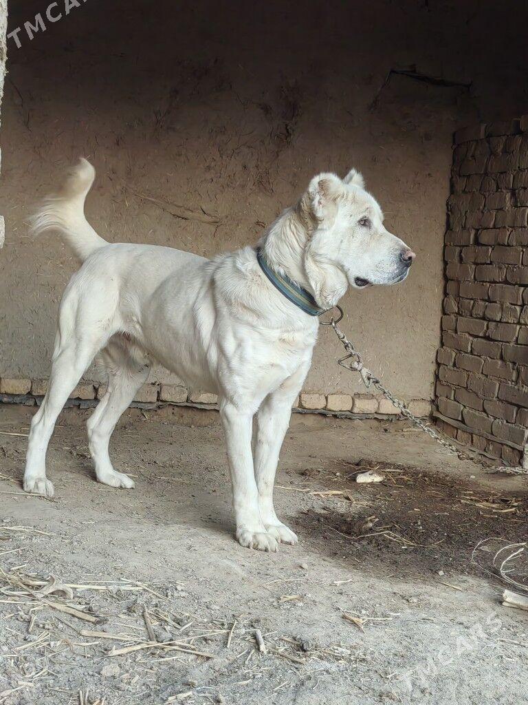 Alabay - Akdepe - img 2