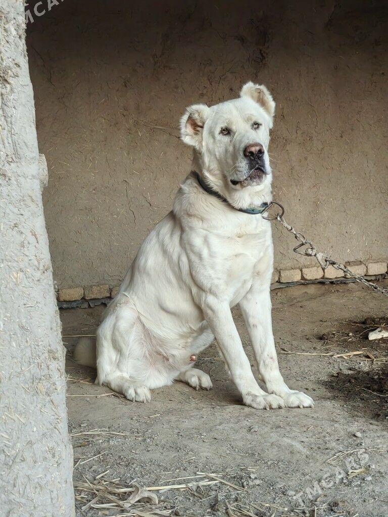 Alabay - Akdepe - img 4