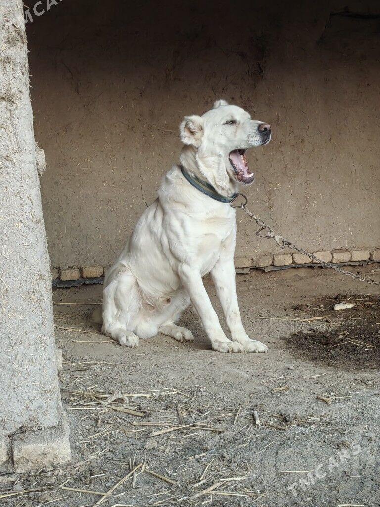 Alabay - Akdepe - img 5