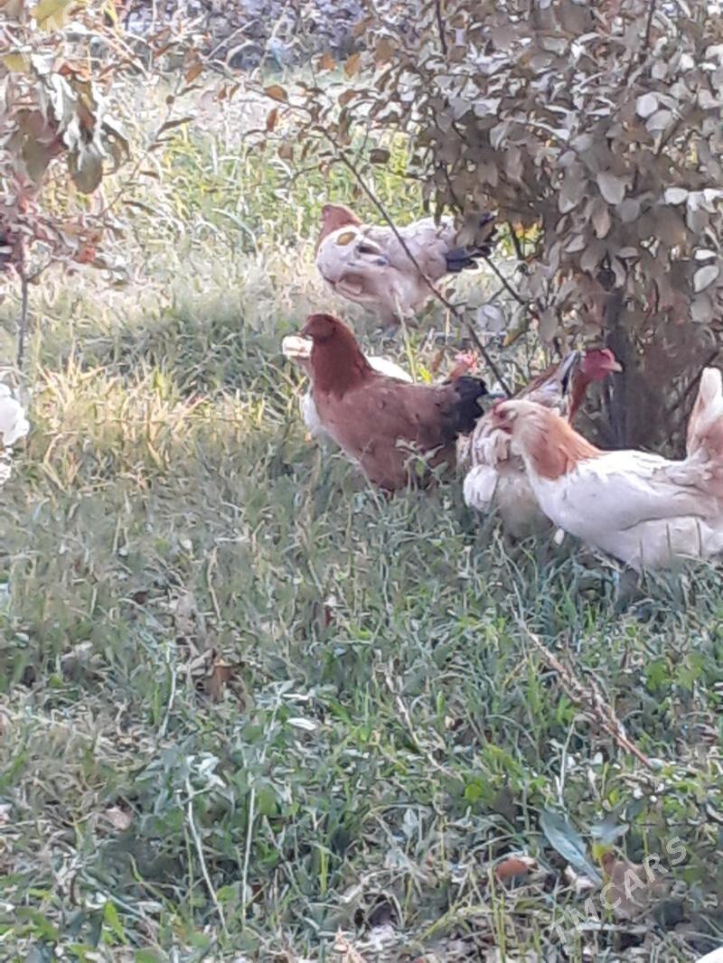 Towuk - Бахарден - img 4