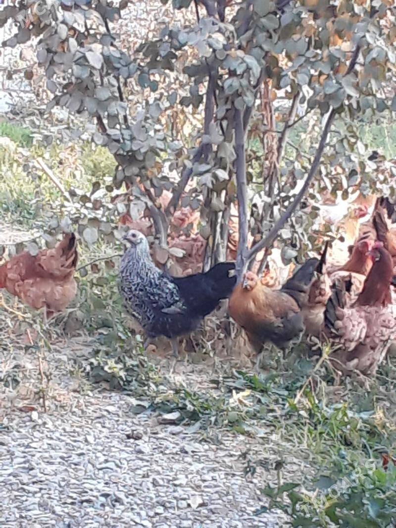 Towuk - Бахарден - img 3