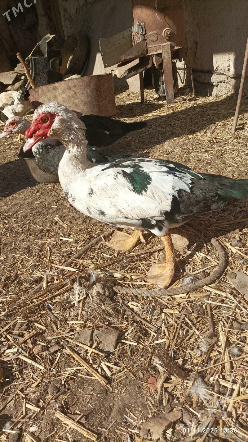 ИНДУШКА - Boldumsaz - img 5