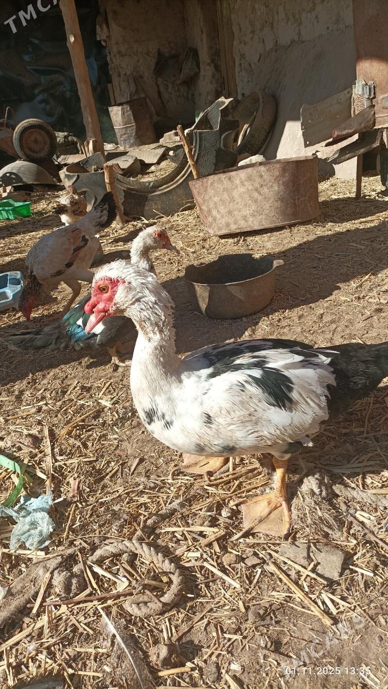 ИНДУШКА - Boldumsaz - img 4