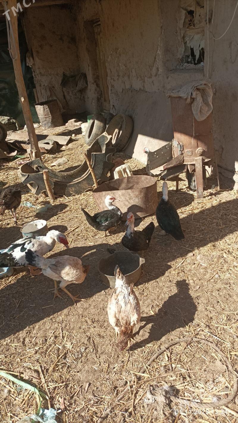 ИНДУШКА - Boldumsaz - img 3