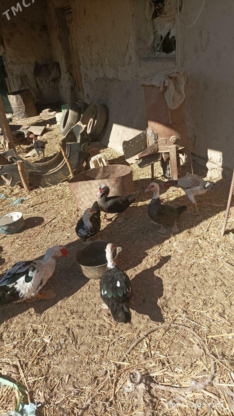 ИНДУШКА - Boldumsaz - img 2