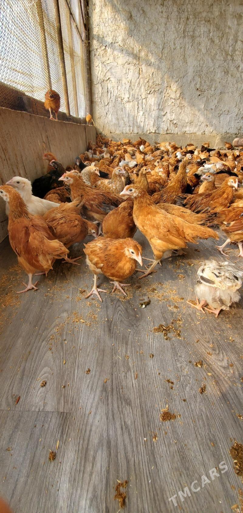 jüje - Bäherden - img 2