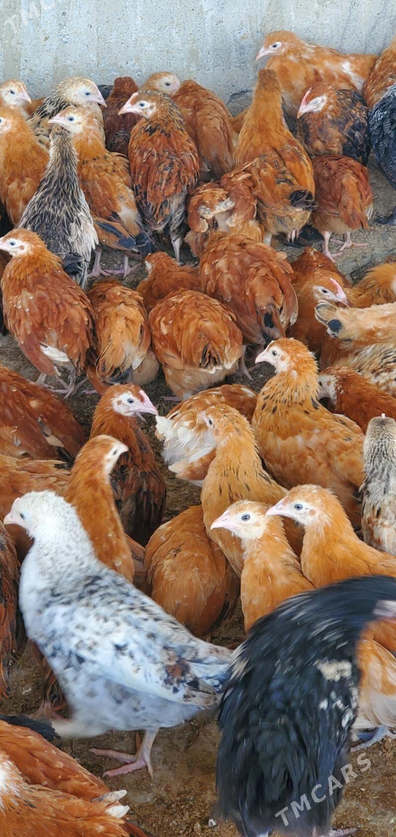 jüje - Bäherden - img 3