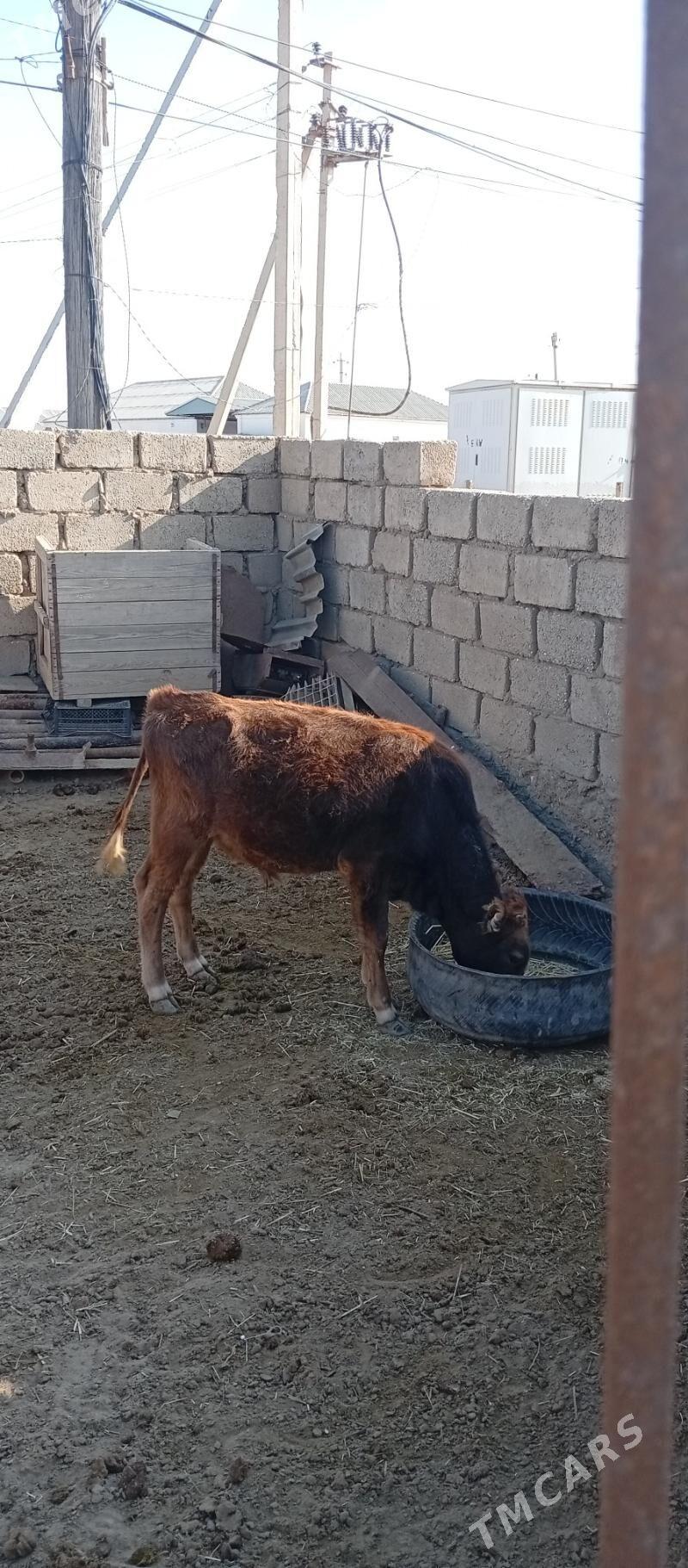 öküzçe - Esenguly - img 2