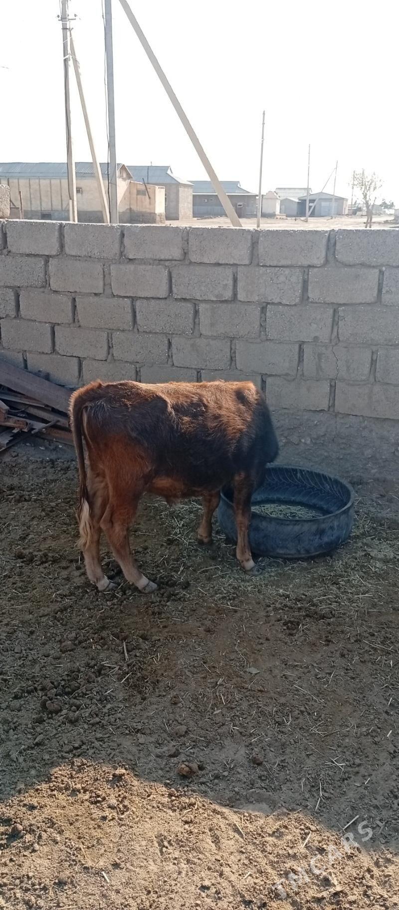 öküzçe - Esenguly - img 3