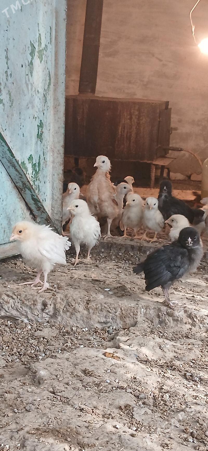 juyje - Мары - img 2