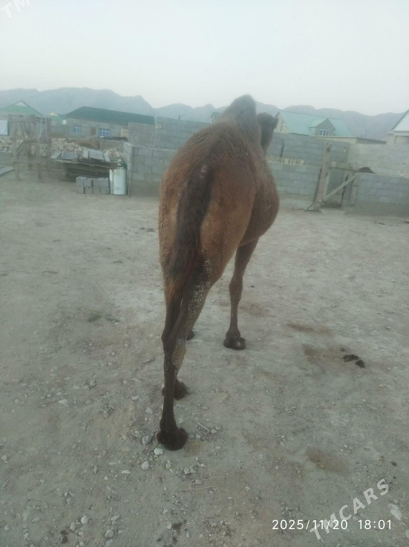 satlyk duye - Balkanabat - img 6