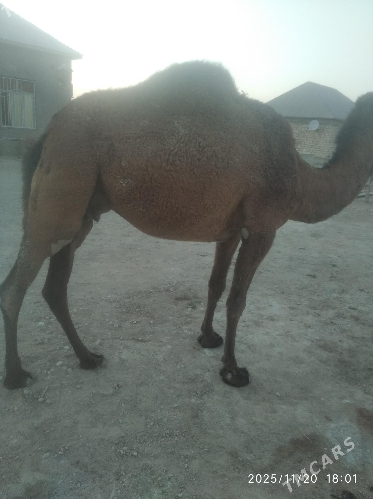 satlyk duye - Balkanabat - img 1