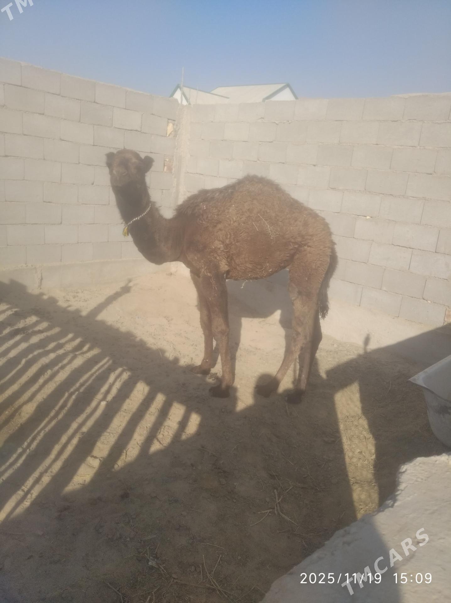 satlyk duye - Balkanabat - img 4