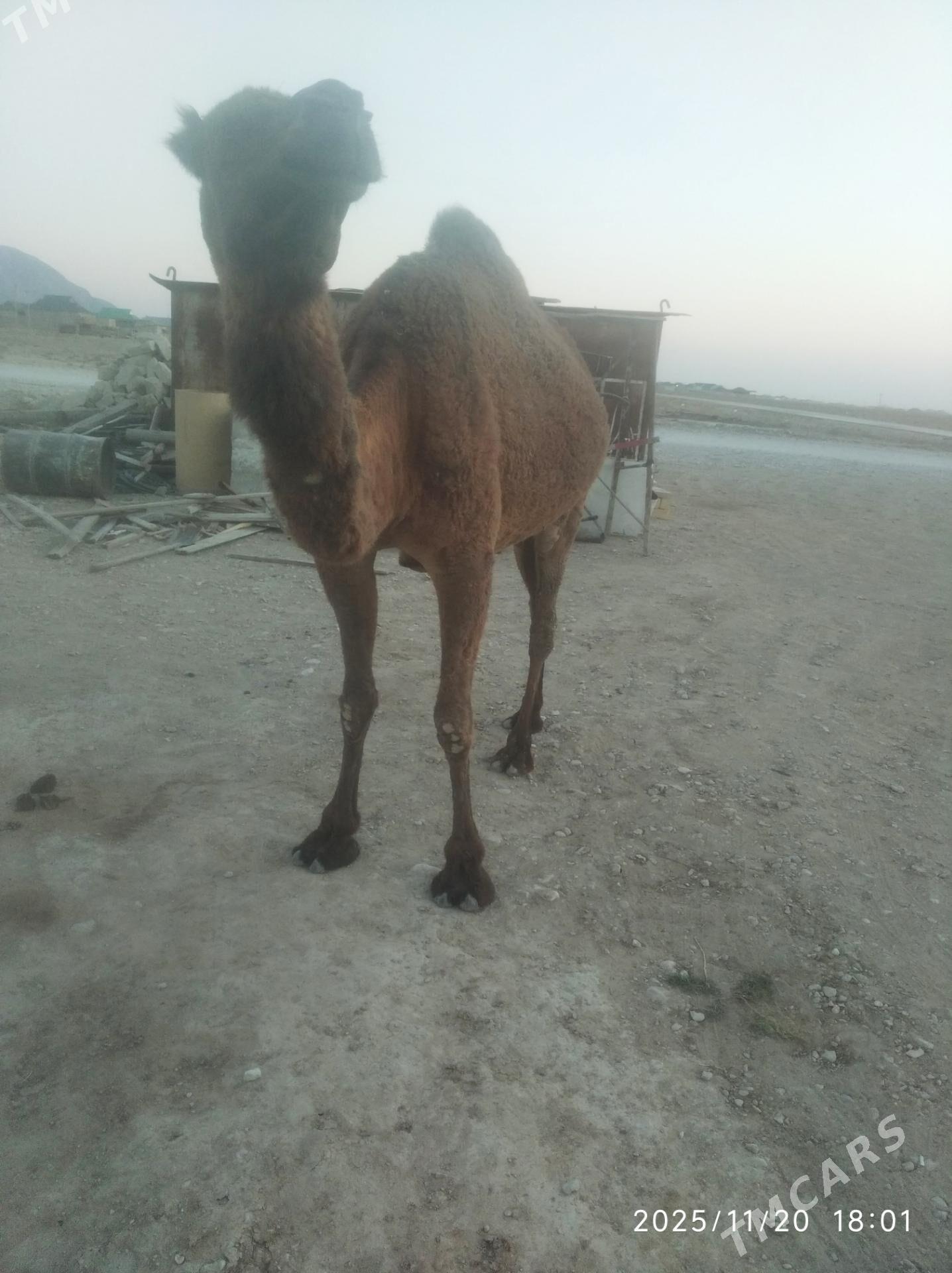 satlyk duye - Balkanabat - img 2