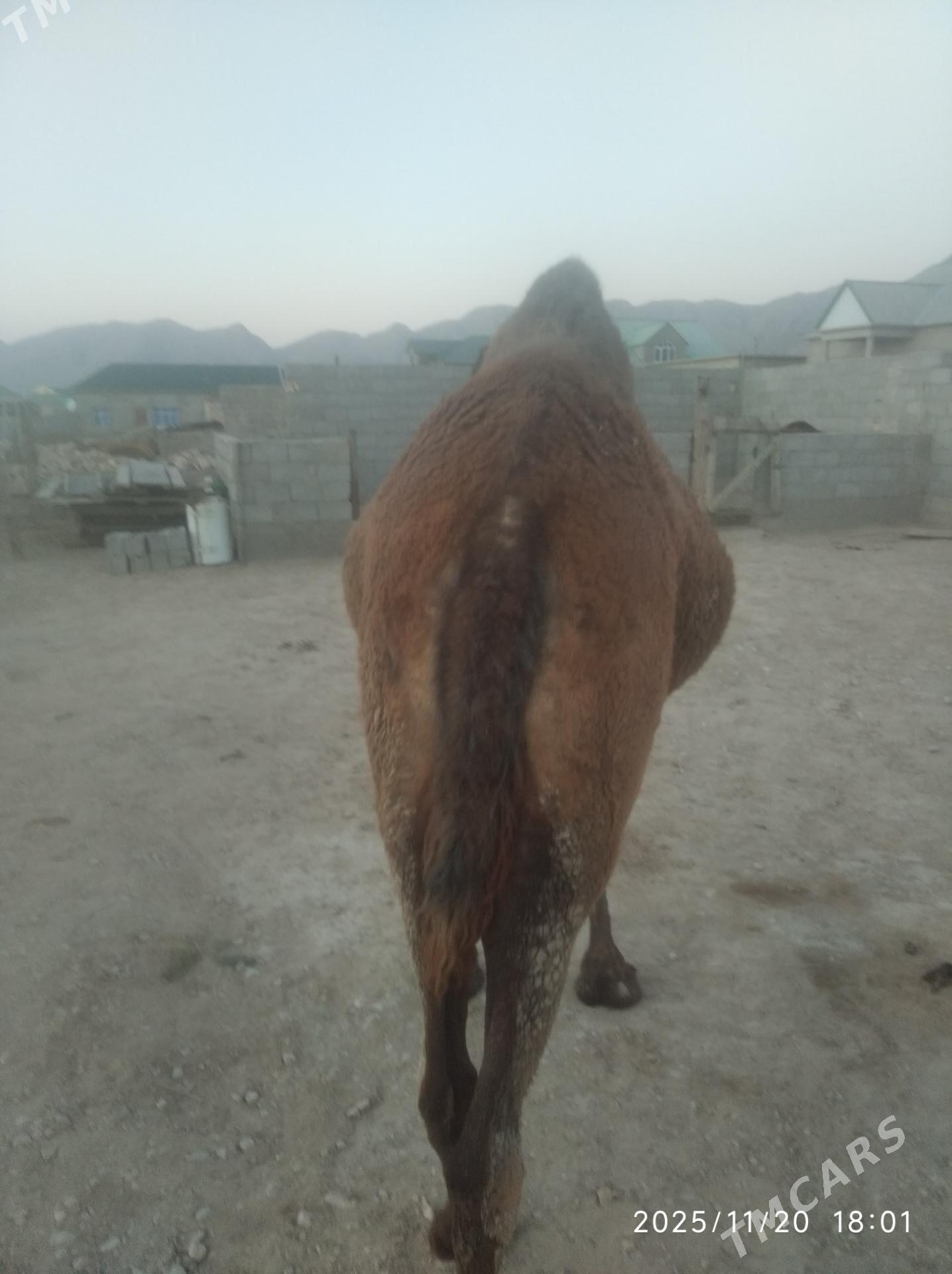 satlyk duye - Balkanabat - img 3