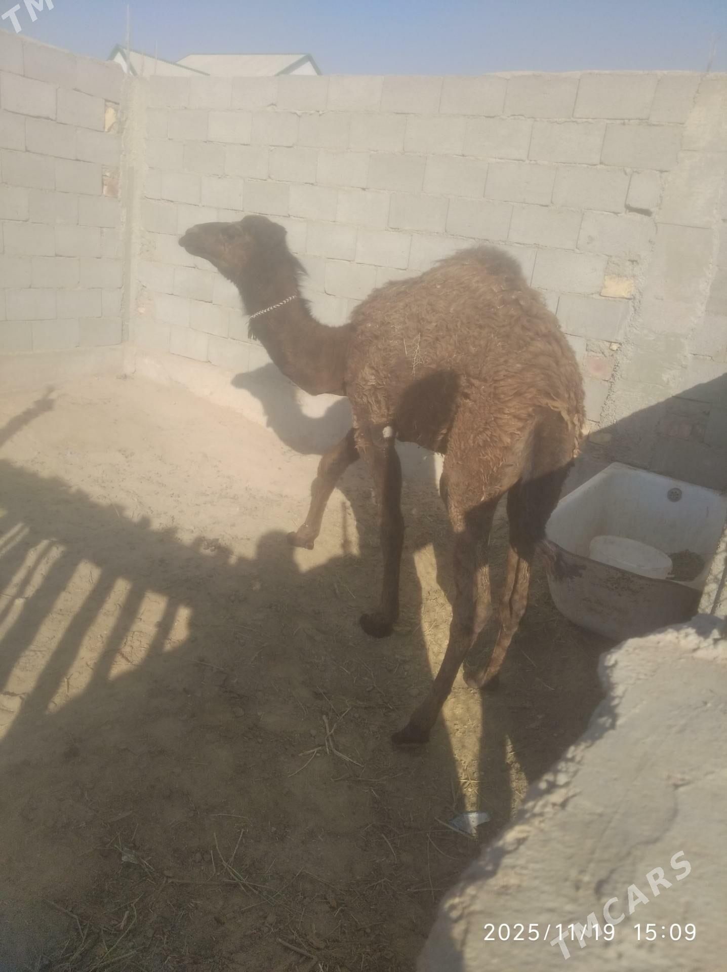 satlyk duye - Balkanabat - img 5