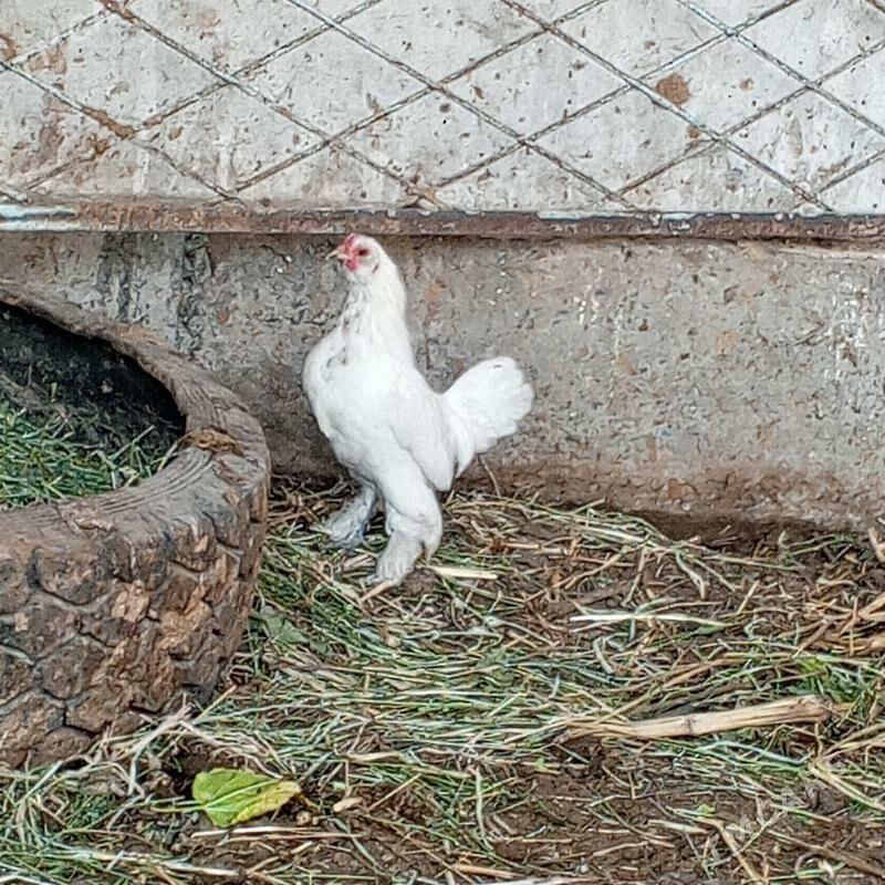 karlık horaz - Çärjew - img 1