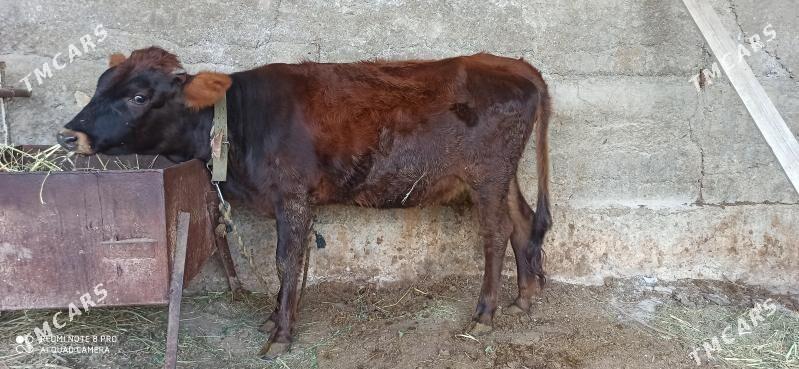 Tüwe - Гёкдепе - img 3