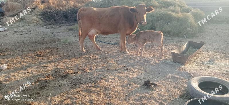 göleli sygyr - Babadaýhan - img 3