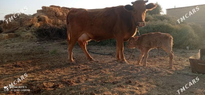 göleli sygyr - Babadaýhan - img 2