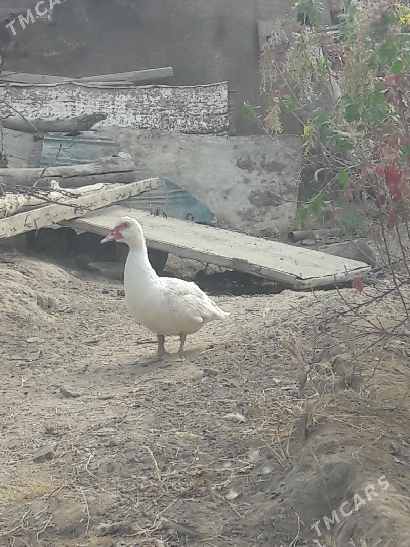 ordek horaz - Jebel - img 1