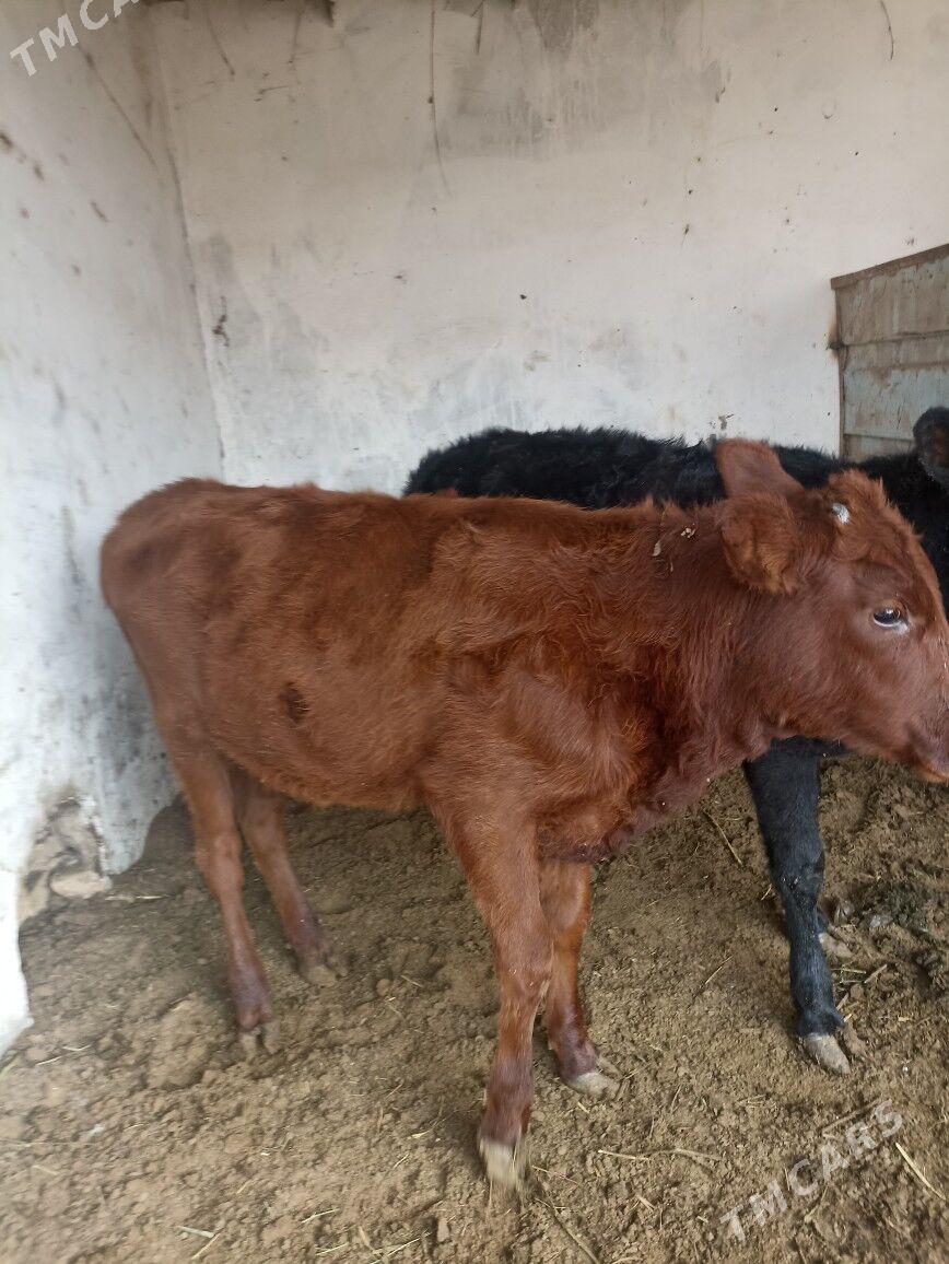 саSatlyk gulajyn göle - Мары - img 4