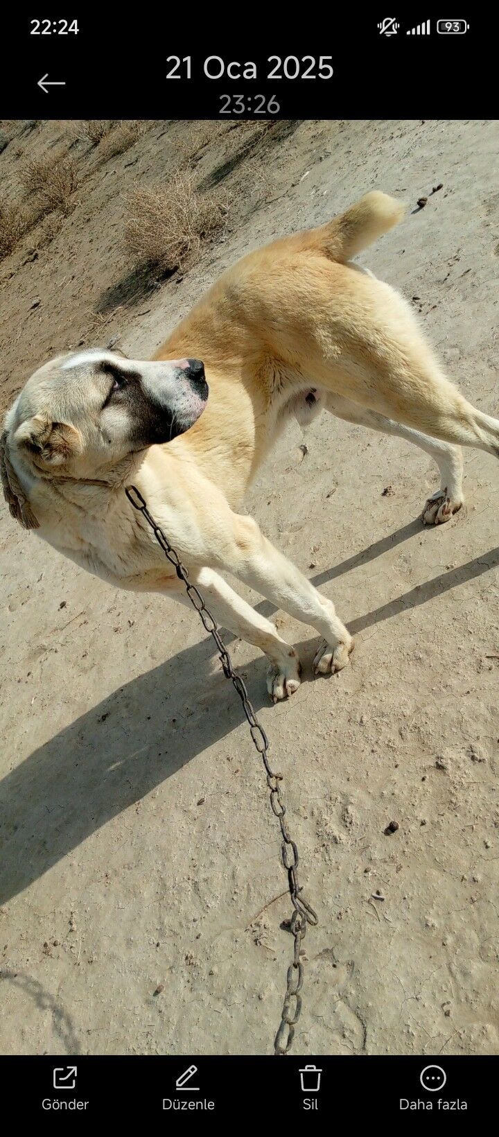 turkmen alabay - Wekilbazar - img 1