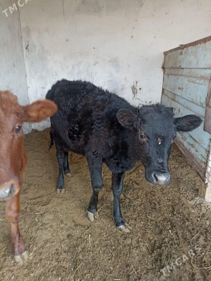 саSatlyk gulajyn göle - Мары - img 5