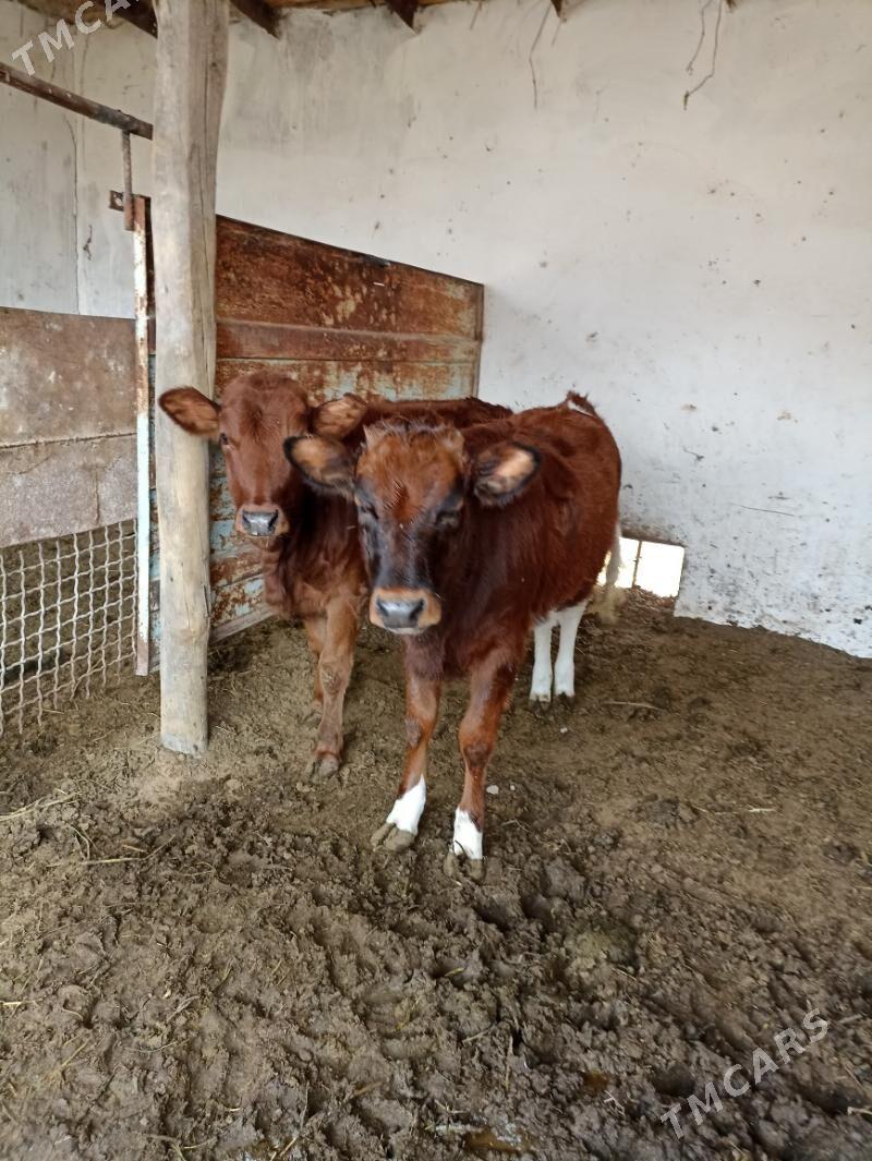 саSatlyk gulajyn göle - Мары - img 3