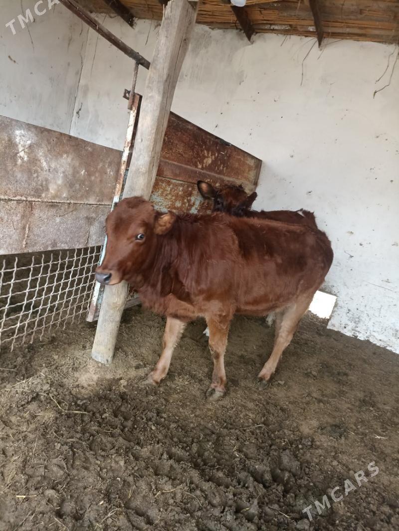 саSatlyk gulajyn göle - Мары - img 6