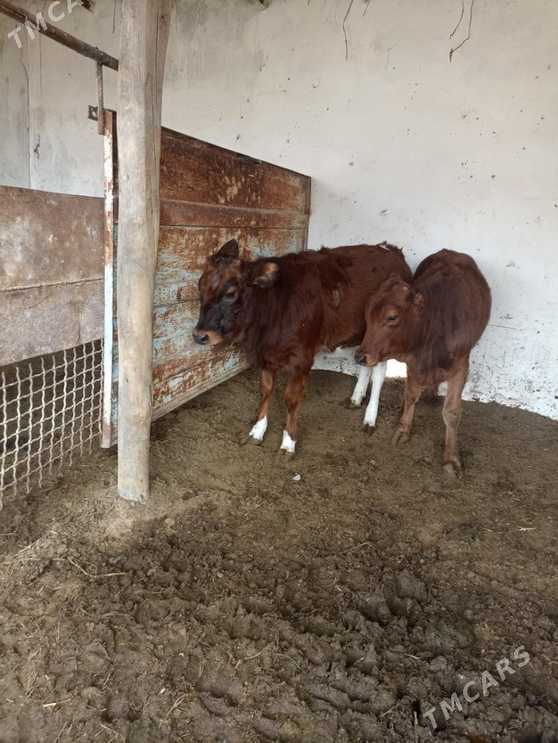 саSatlyk gulajyn göle - Мары - img 7