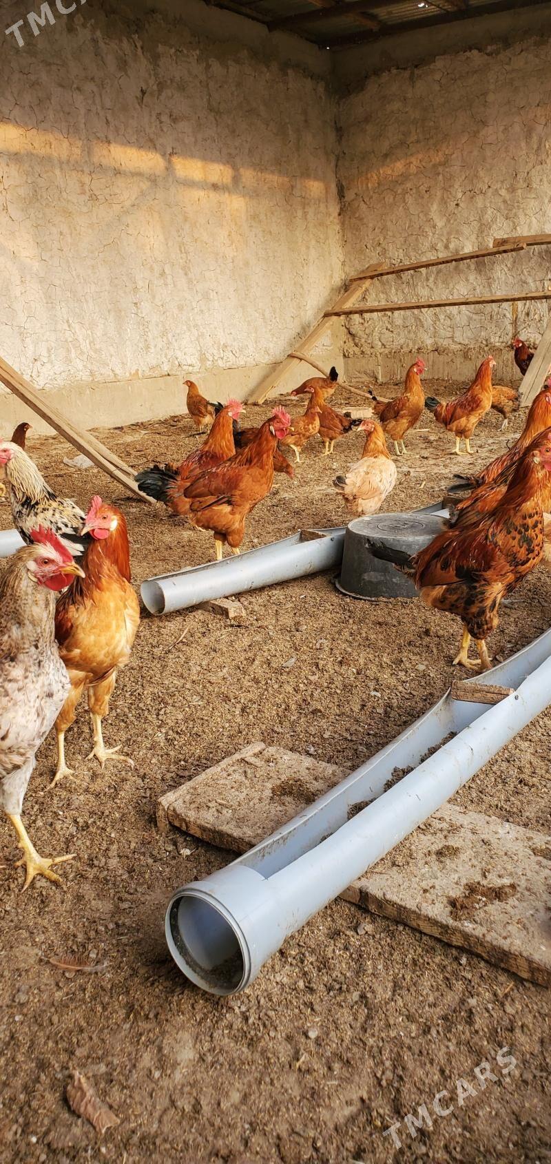 horazlar - Bäherden - img 2