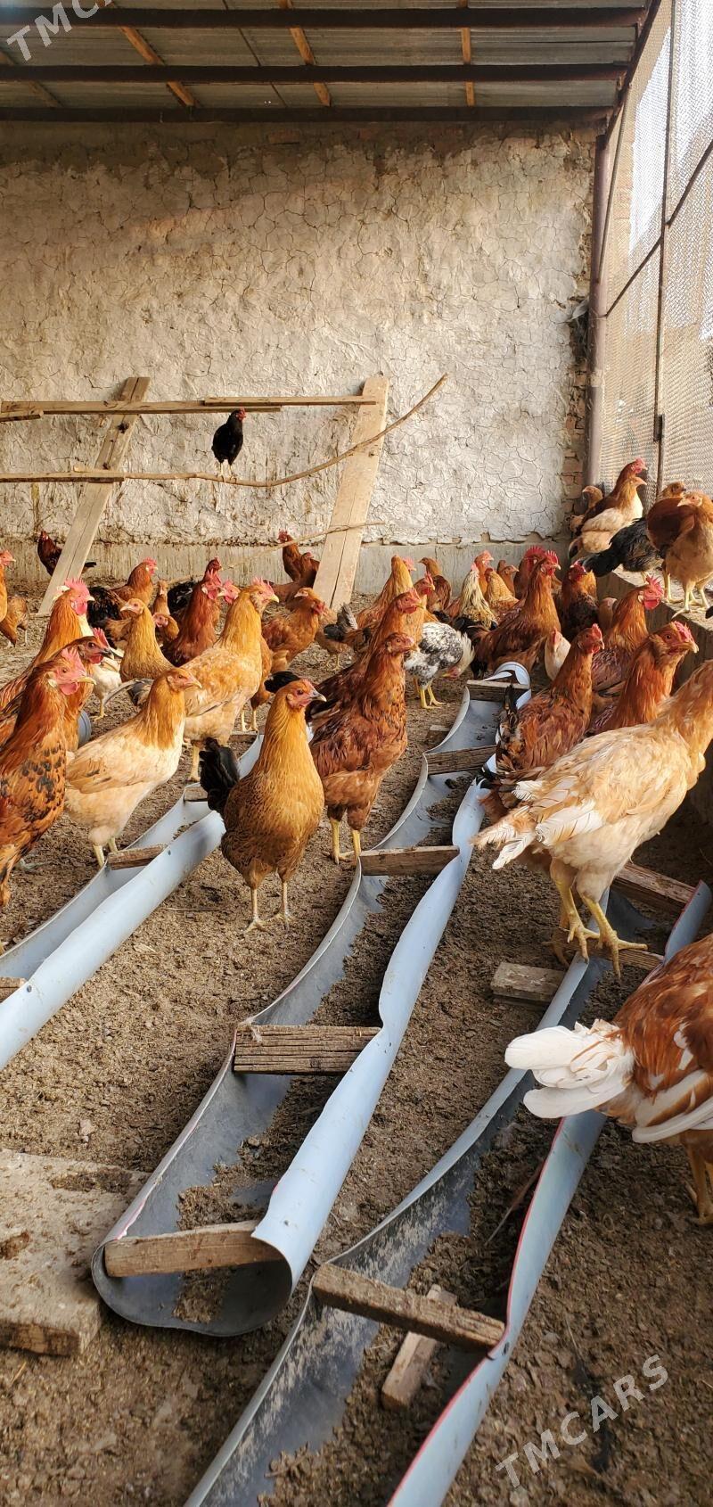 horazlar - Bäherden - img 1