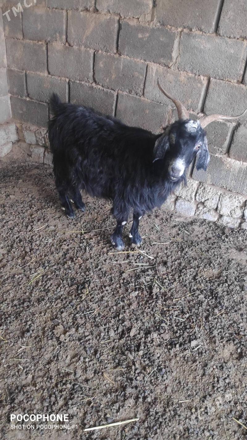 Geci - Hitrowka - img 1