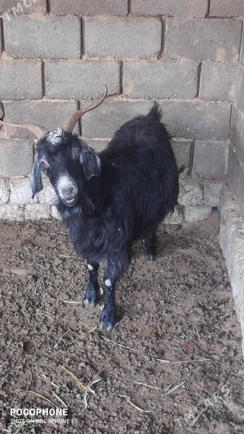 Geci - Hitrowka - img 2