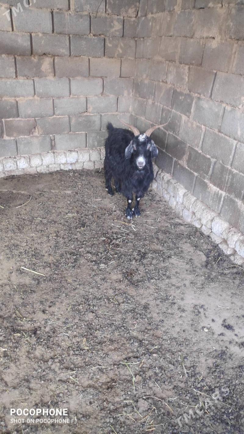 Geci - Hitrowka - img 3