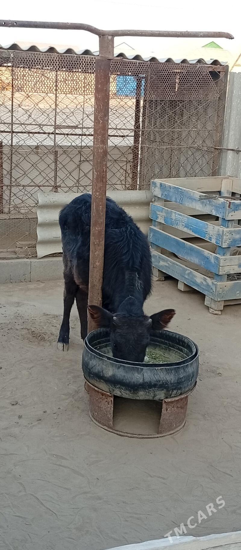 Tana - Эсенгулы - img 1