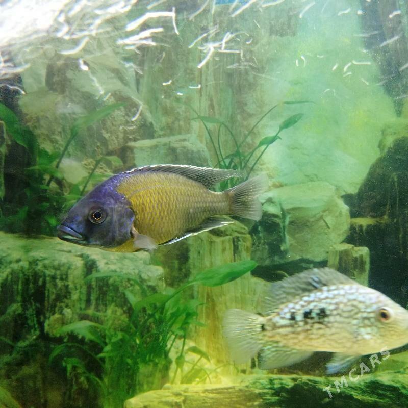 ауланакара каданга - 4 мкр - img 1