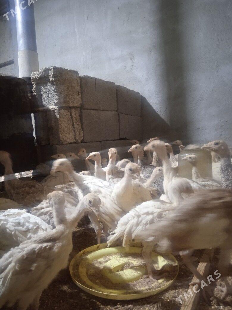 Induk - Херрикгала - img 4