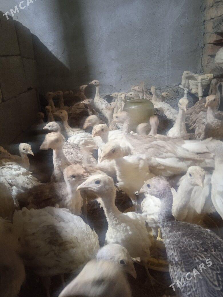 Induk - Херрикгала - img 6