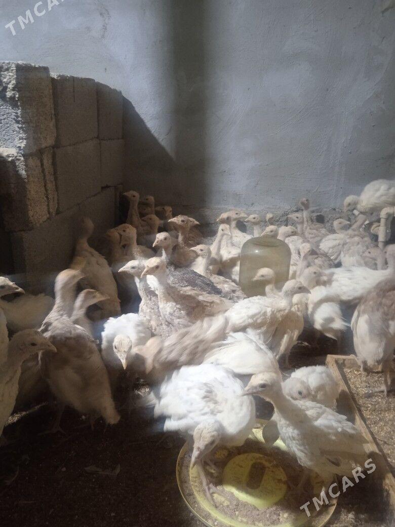 Induk - Херрикгала - img 3