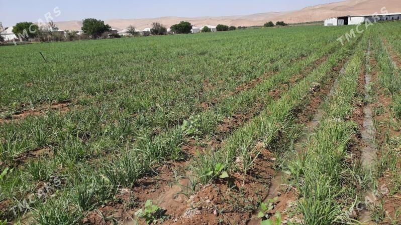 suwçy - Тагтабазар - img 1