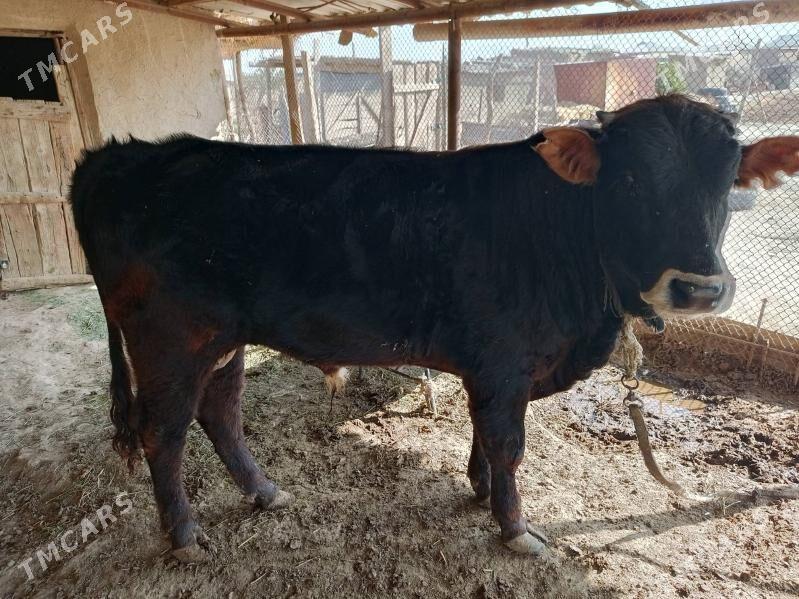 Okuz - Теджен - img 1