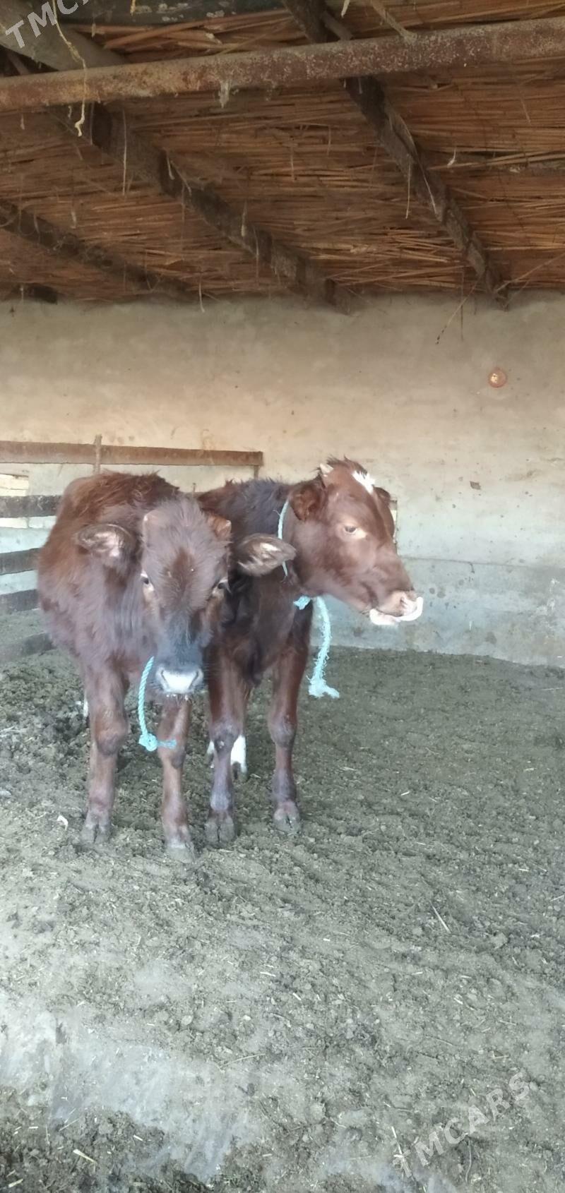 Sagdyn öküzler - Çärjew - img 4