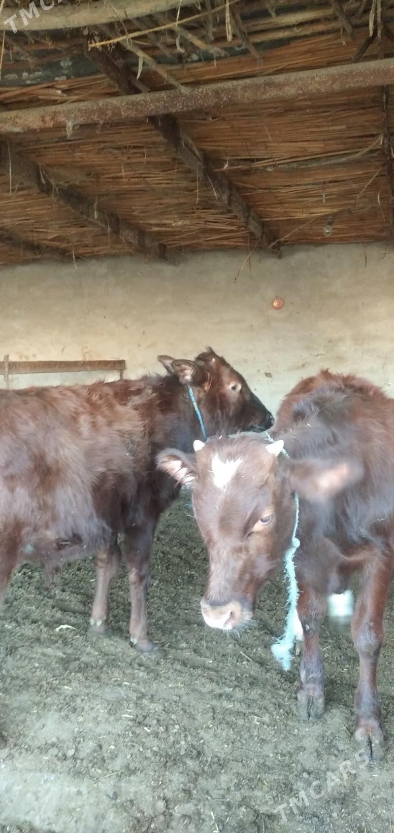 Sagdyn öküzler - Çärjew - img 3