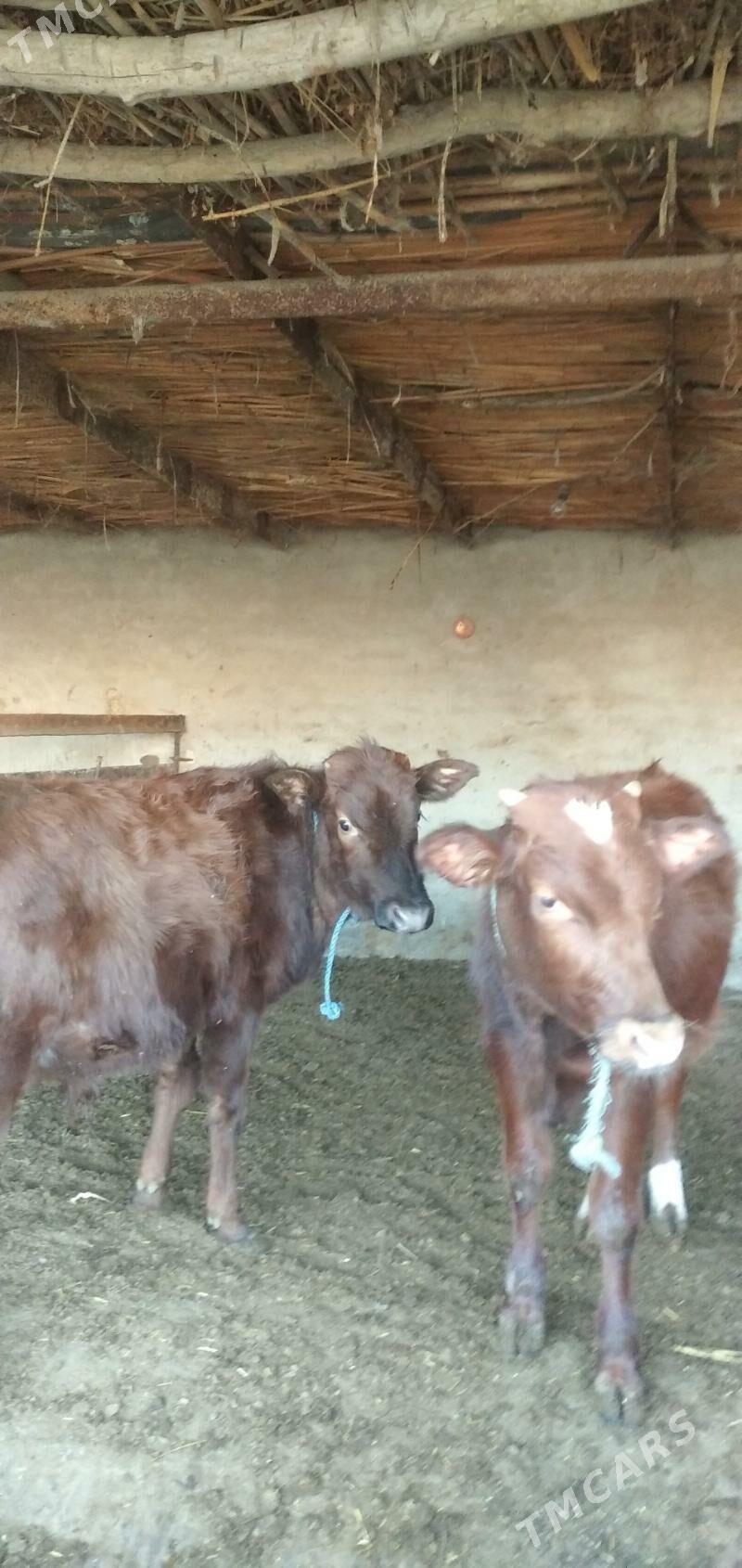 Sagdyn öküzler - Çärjew - img 1