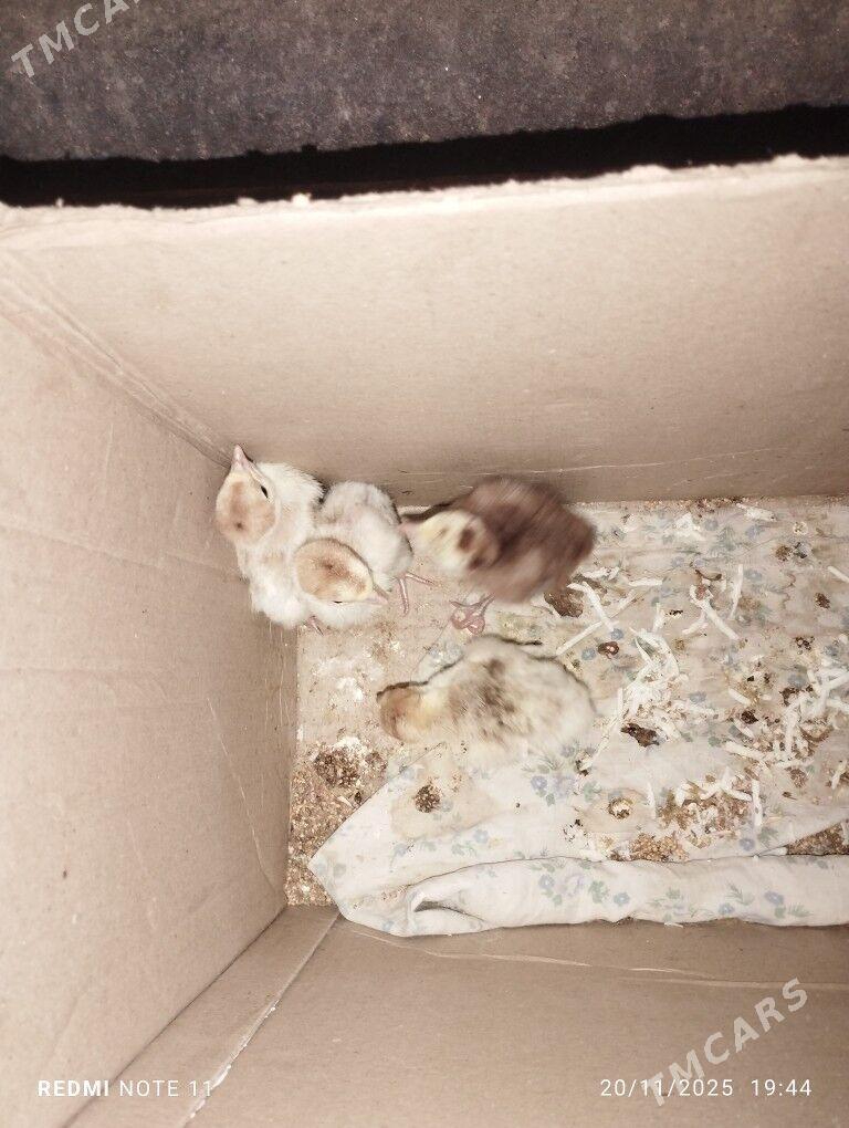 induk juje - Aşgabat - img 1